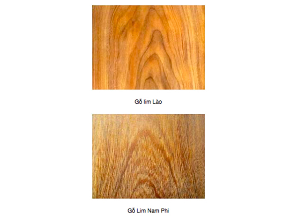 Cách phân biệt gỗ lim Lào và Lim Nam Phi